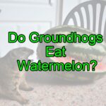 Do Groundhogs Eat Watermelon? (Is it good for them?)