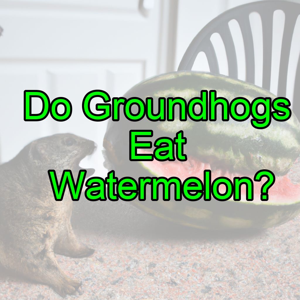 Do Groundhogs Eat Watermelon?