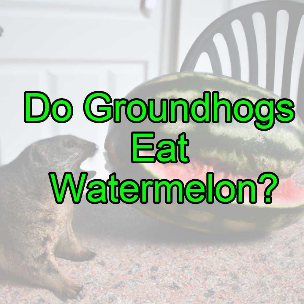 Do Groundhogs Eat Watermelon? (Is it good for them?)