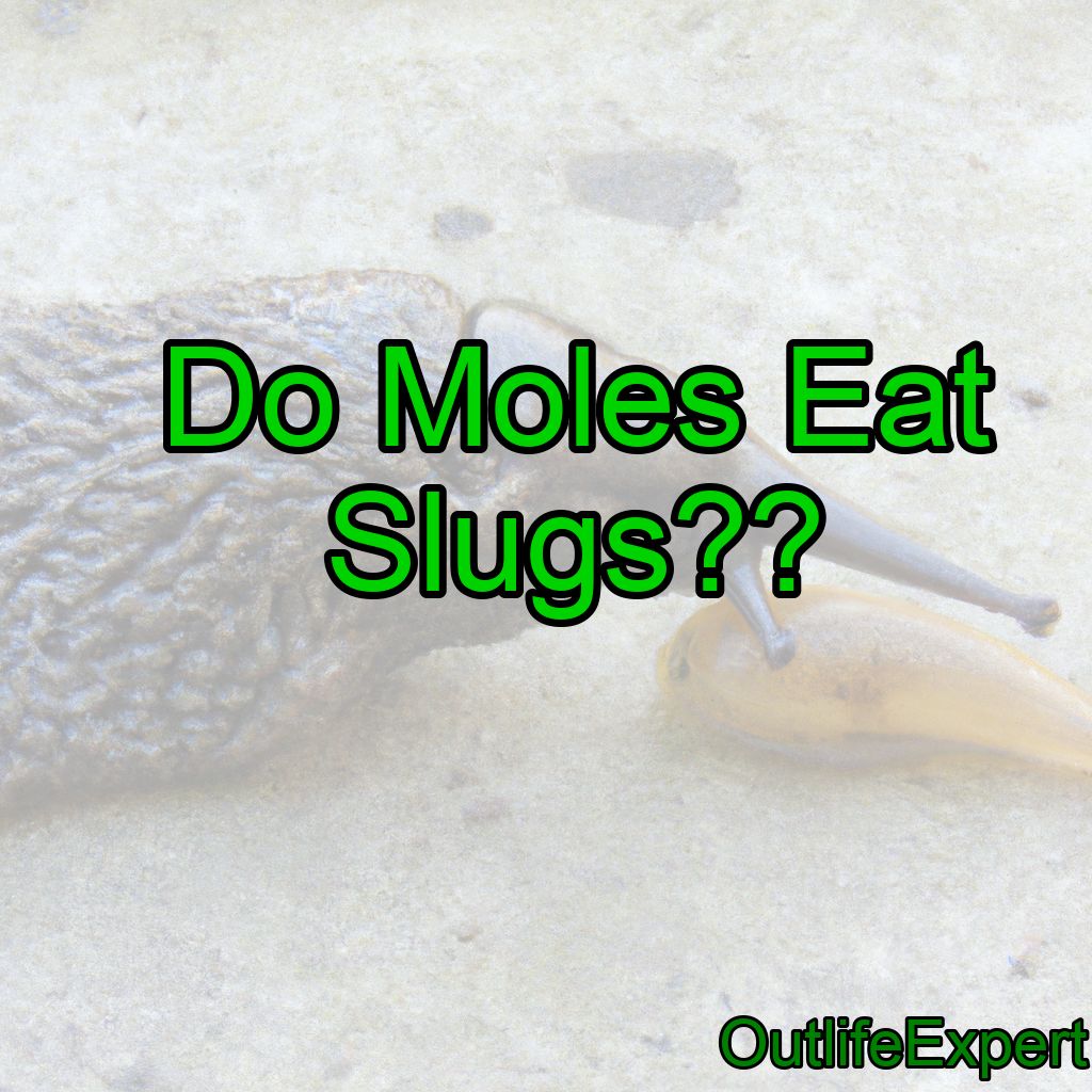 Do Moles Eat Slugs? (When and how?)