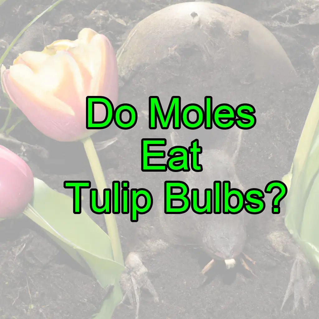 Do Moles Eat Tulip Bulbs? (Here’s what to do about it!)