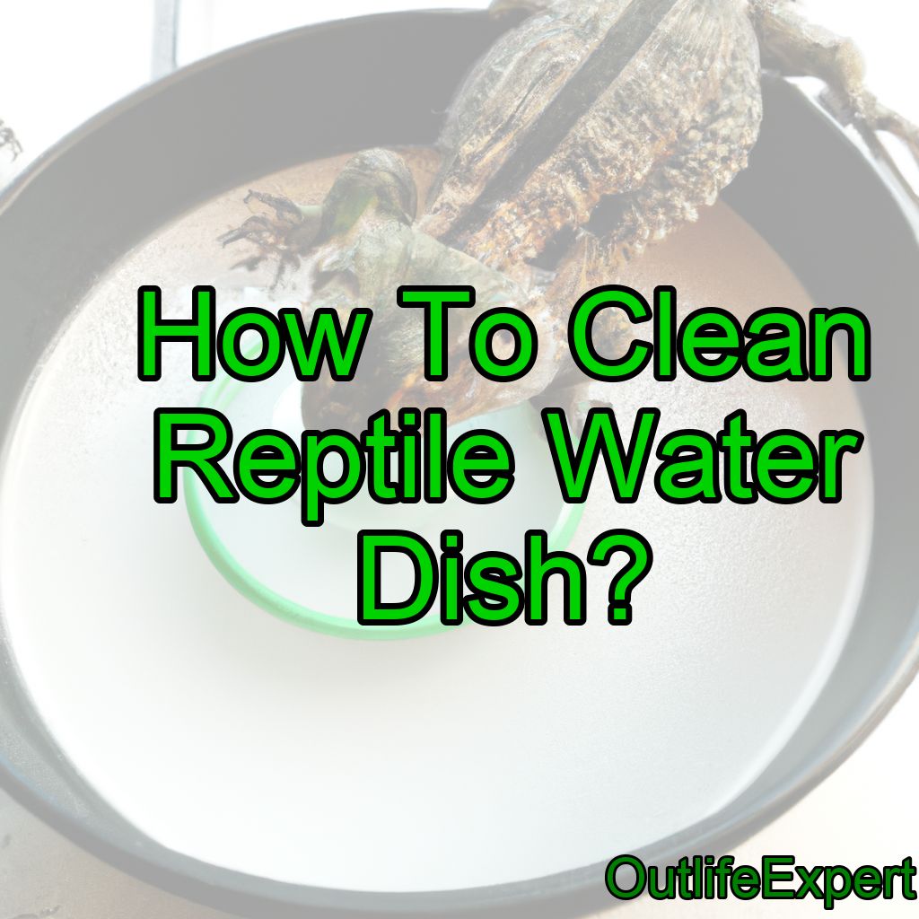 How To Clean Reptile Water Dish? (6 easy steps!)