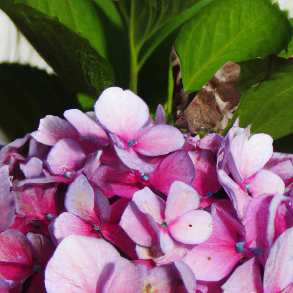 What Animals Eat Hydrangeas