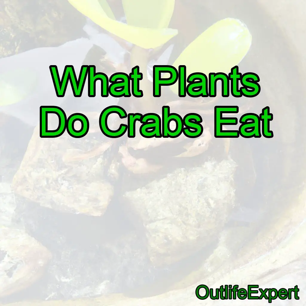 What Plants Do Crabs Eat?