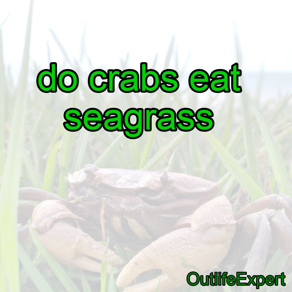 Do Crabs Eat Seagrass?
