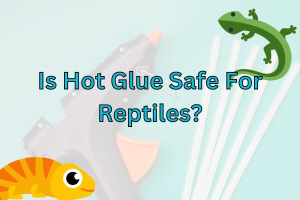 Is Hot Glue Safe For Reptiles? (Should You Use It?)