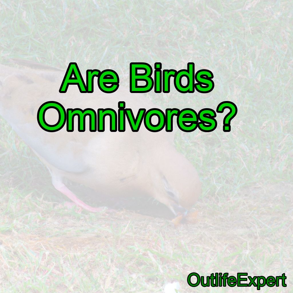 Are Birds Omnivores?