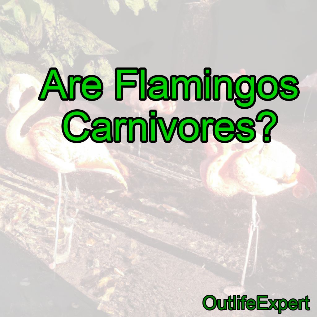 Are Flamingos Carnivores?