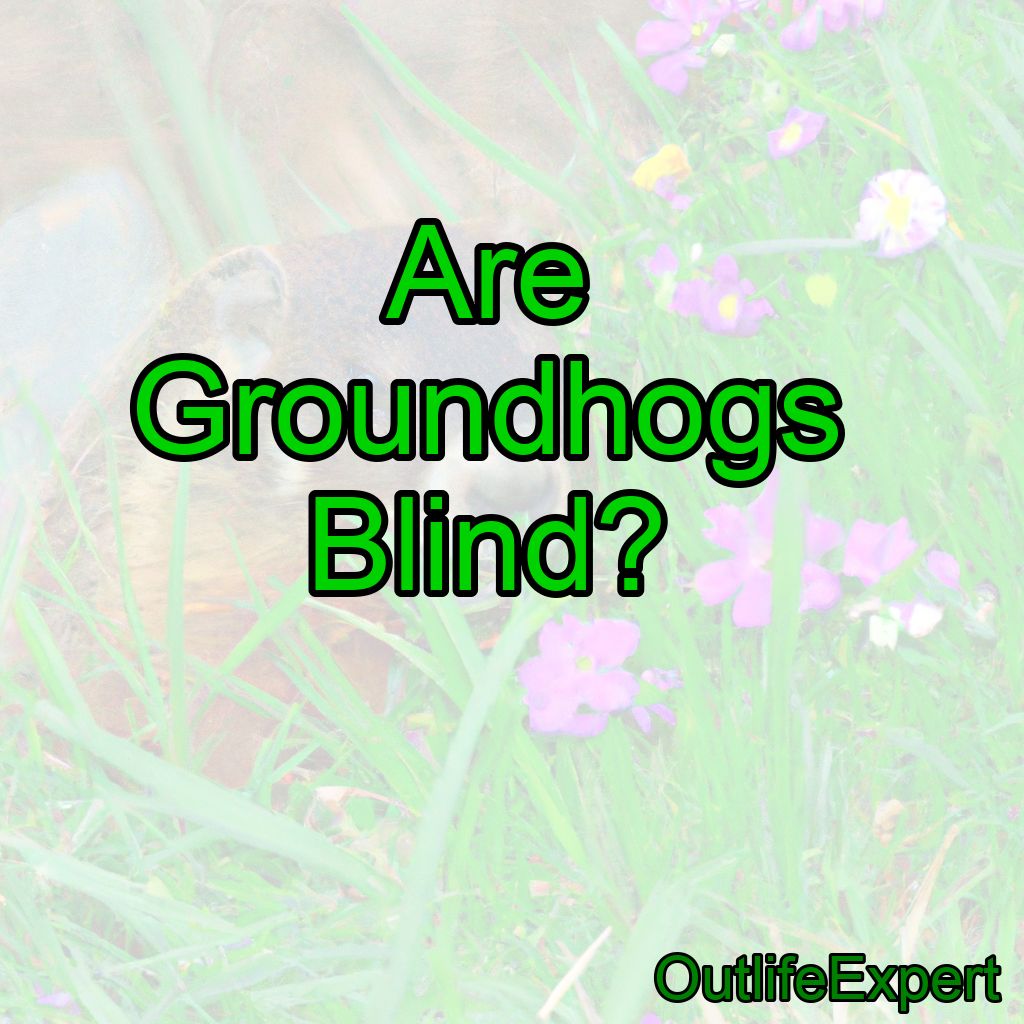 Are Groundhogs Blind?