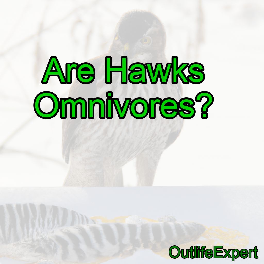 Are Hawks Omnivores?