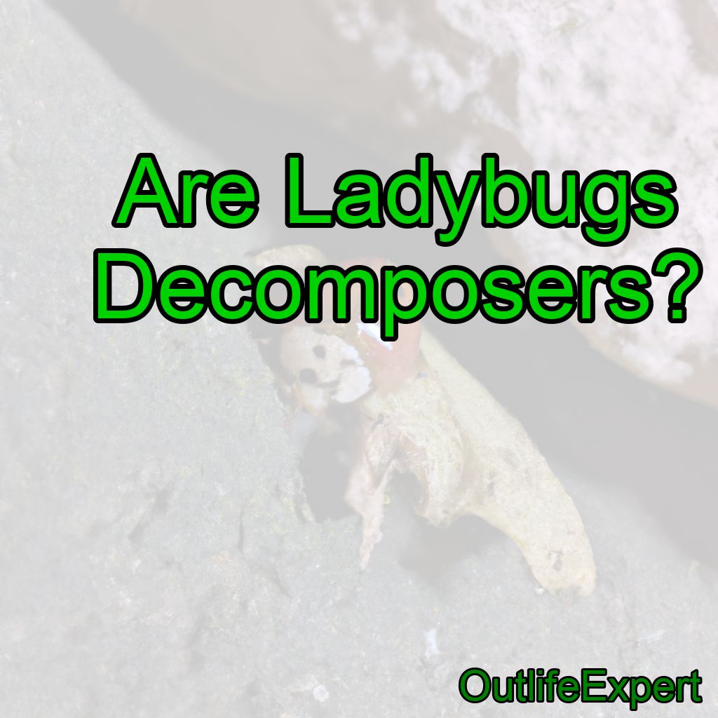 Are Ladybugs Decomposers?