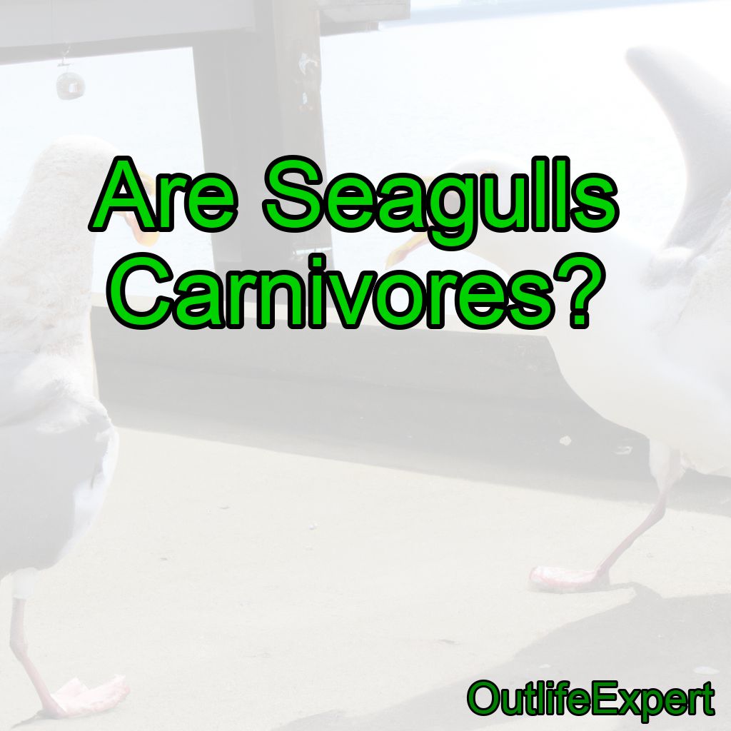 Are Seagulls Carnivores?