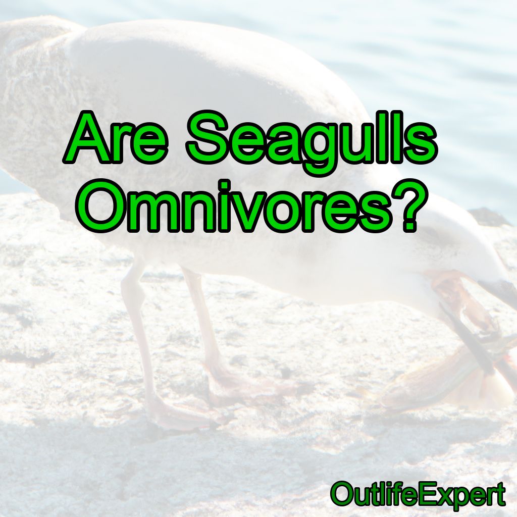 Are Seagulls Omnivores?