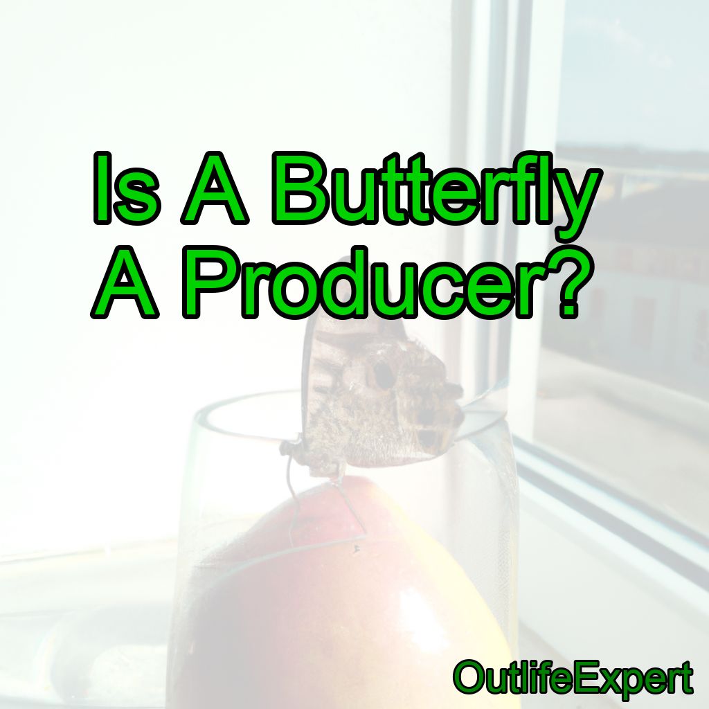 Is A Butterfly A Producer?