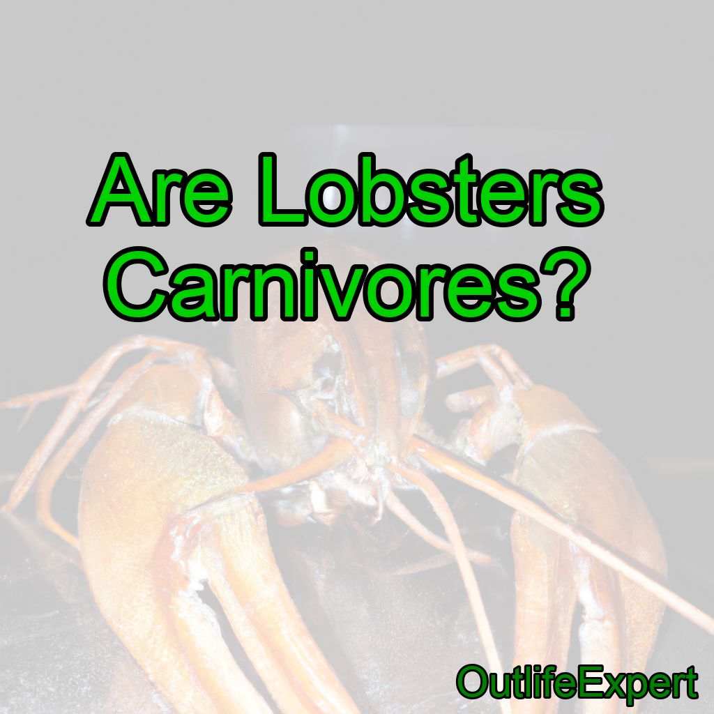 Are Lobsters Carnivores?