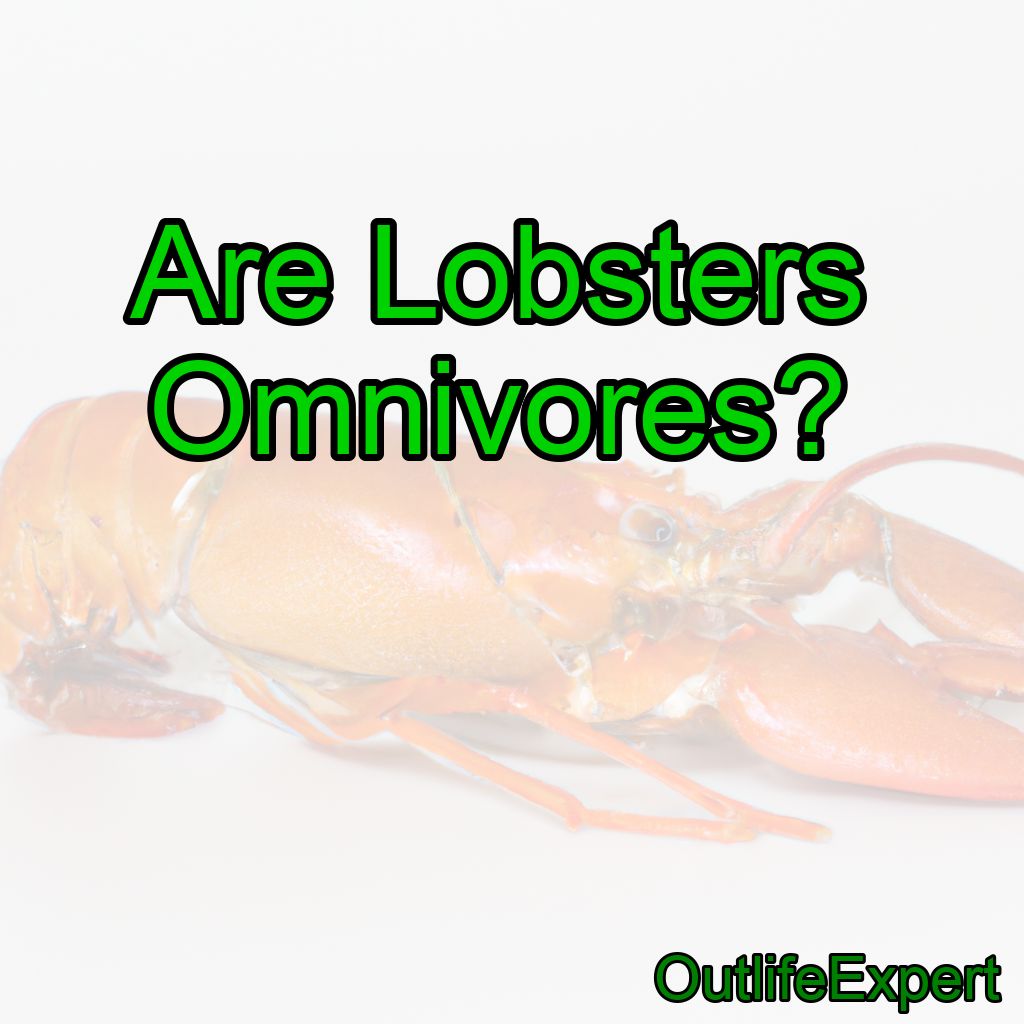 Are Lobsters Omnivores?