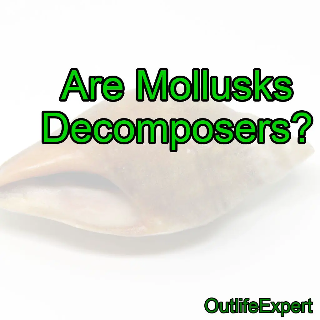 Are Mollusks Decomposers?