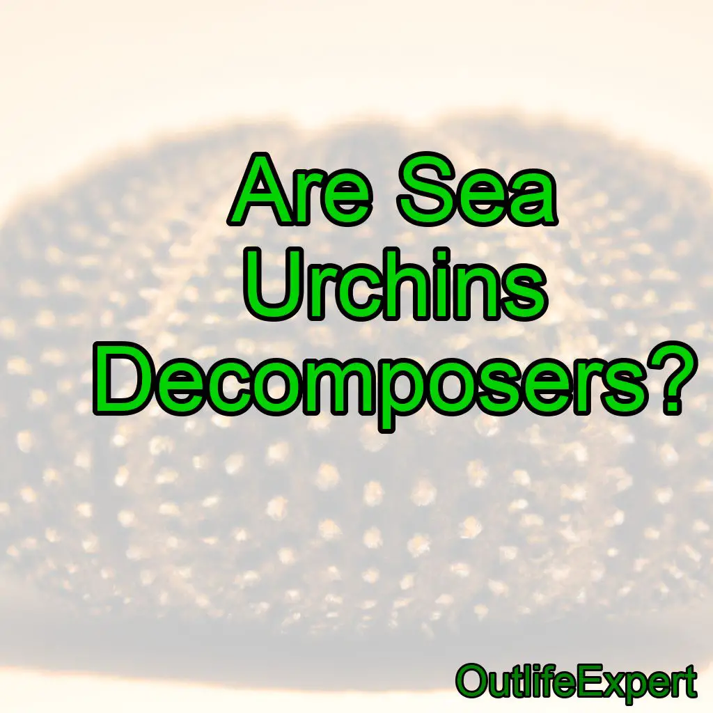 Are Sea Urchins Decomposers?