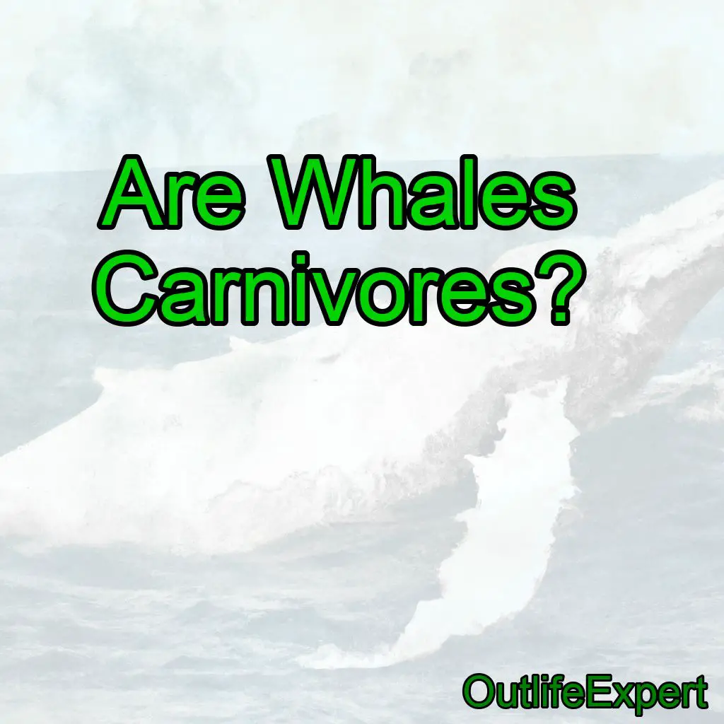 Are Whales Carnivores?