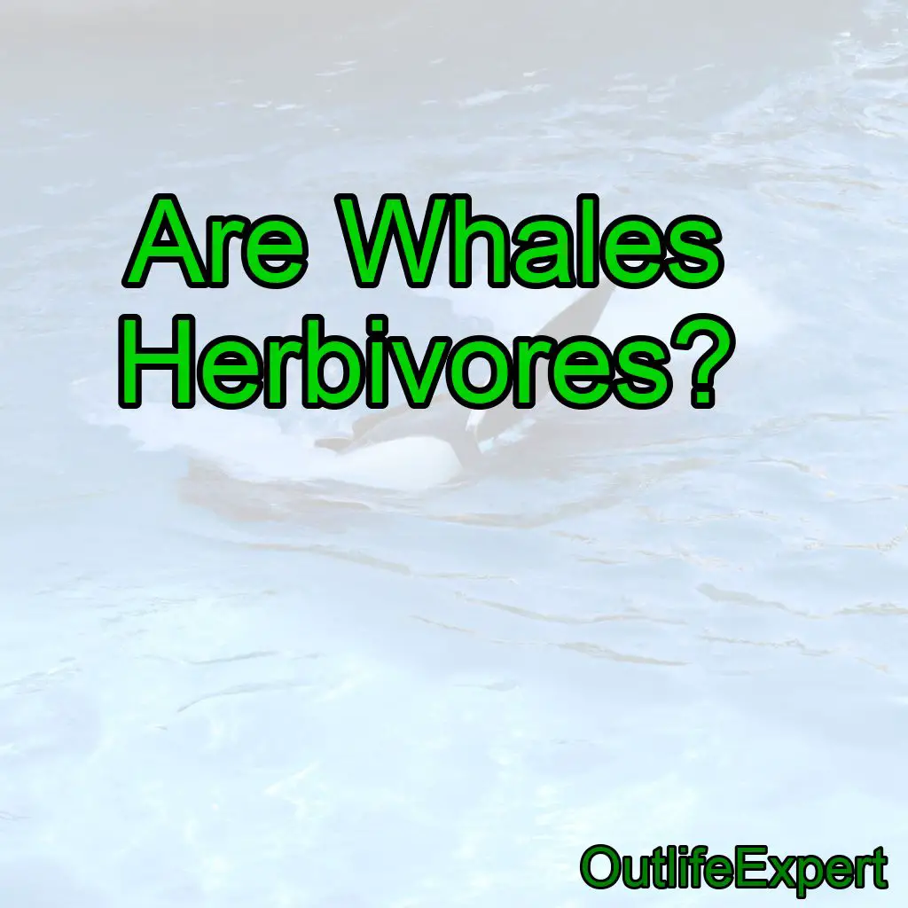 Are Whales Herbivores?