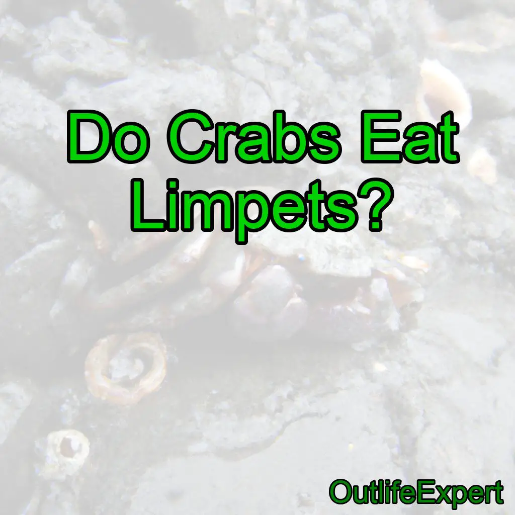 Do Crabs Eat Limpets?