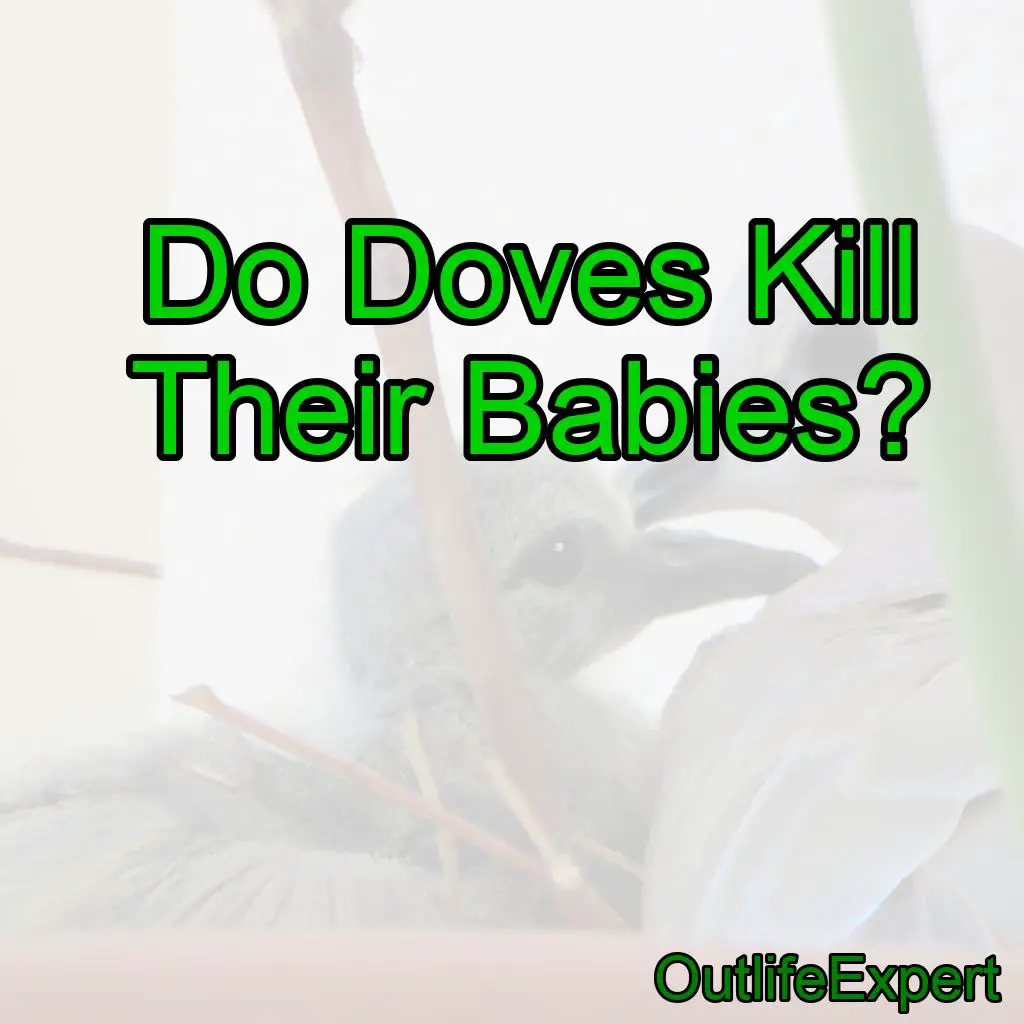 Do Doves Kill Their Babies?