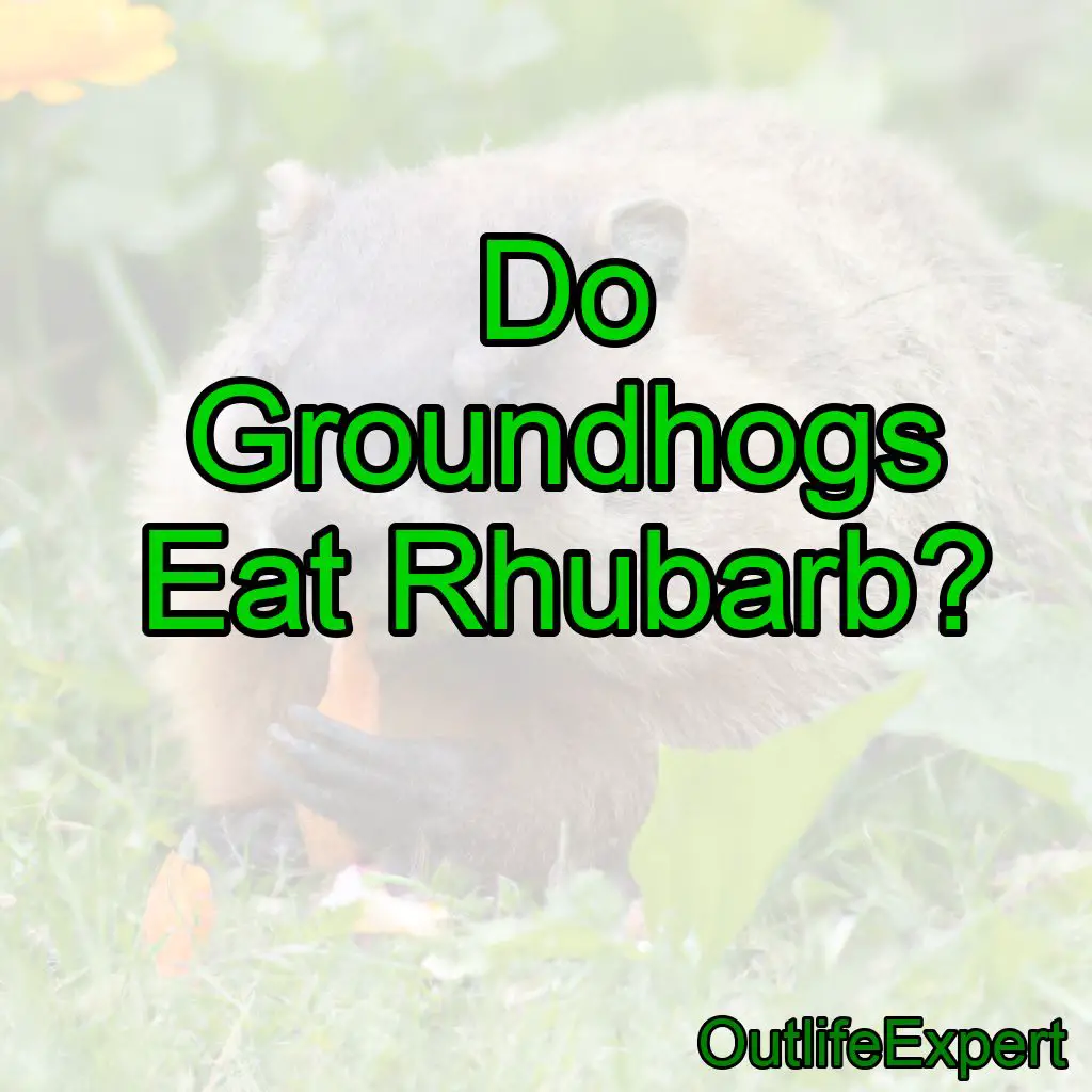 Do Groundhogs Eat Rhubarb?