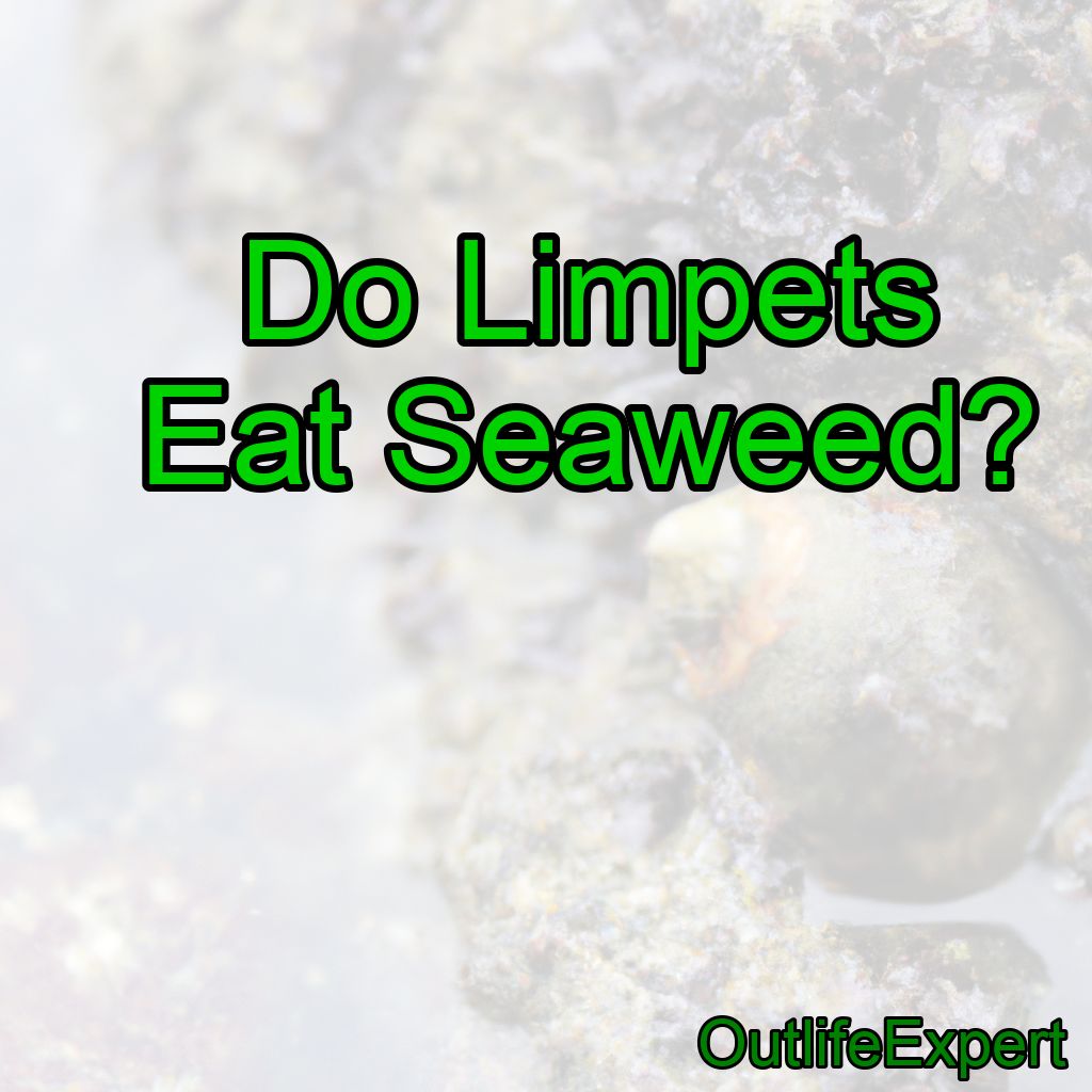 Do Limpets Eat Seaweed?