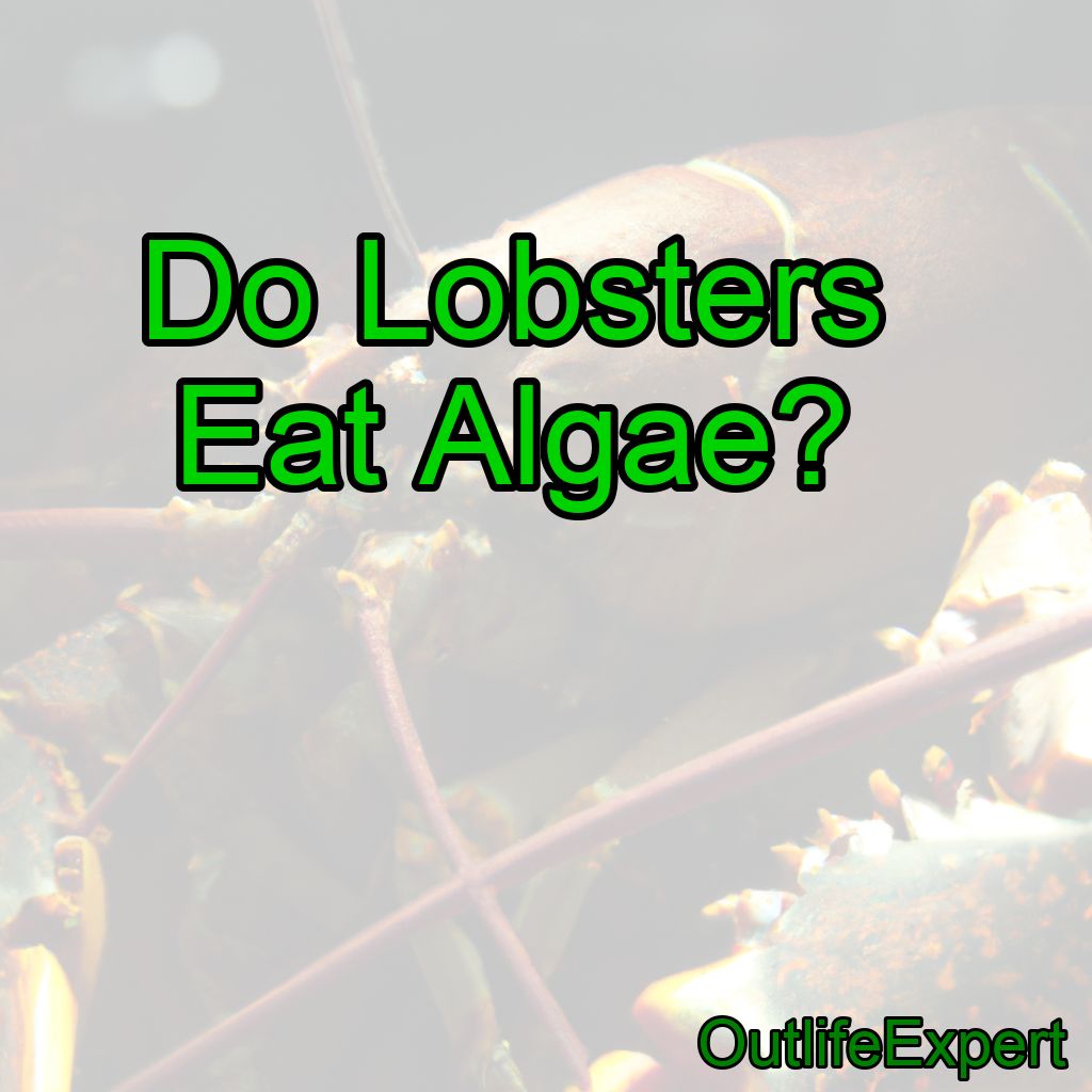 Do Lobsters Eat Algae?