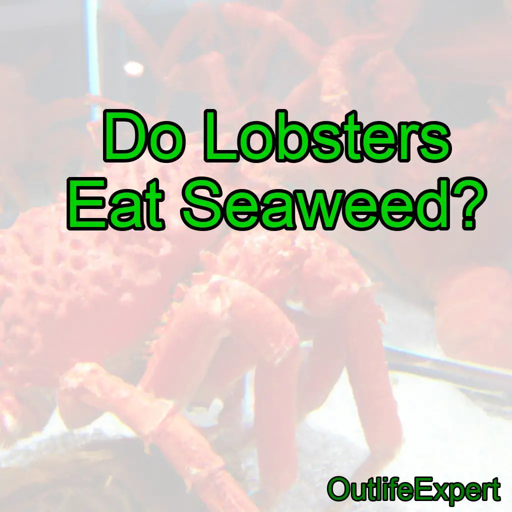 Do Lobsters Eat Seaweed?