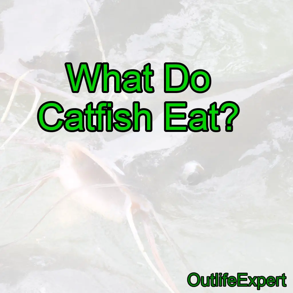 What Do Catfish Eat?
