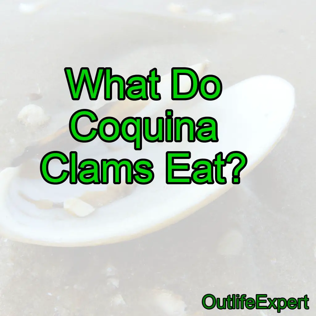 What Do Coquina Clams Eat?