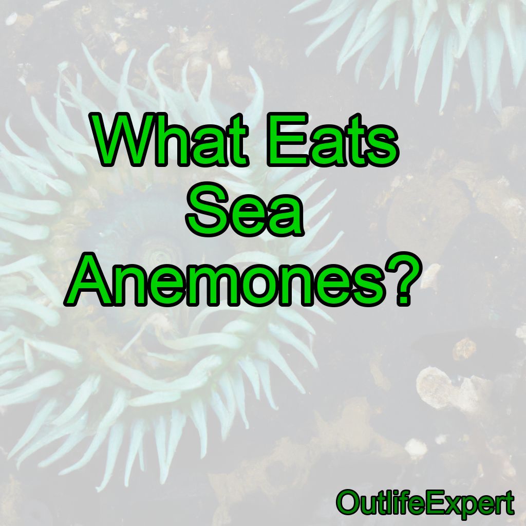 What Eats Sea Anemones?
